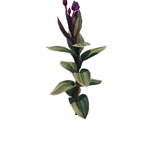 Flower Tradescantia Nanouk1_1